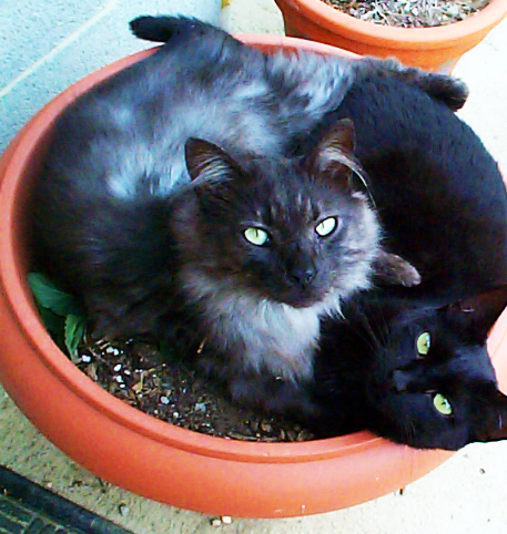 Pleasant Animal Hospital Home