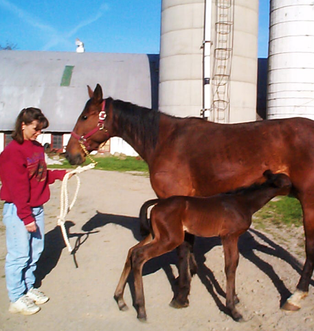 Pleasant Animal Hospital Home